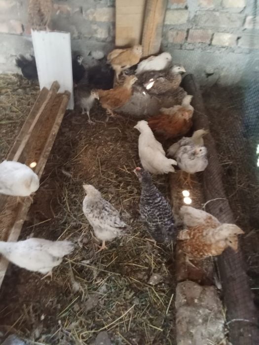 Тауық балапандары