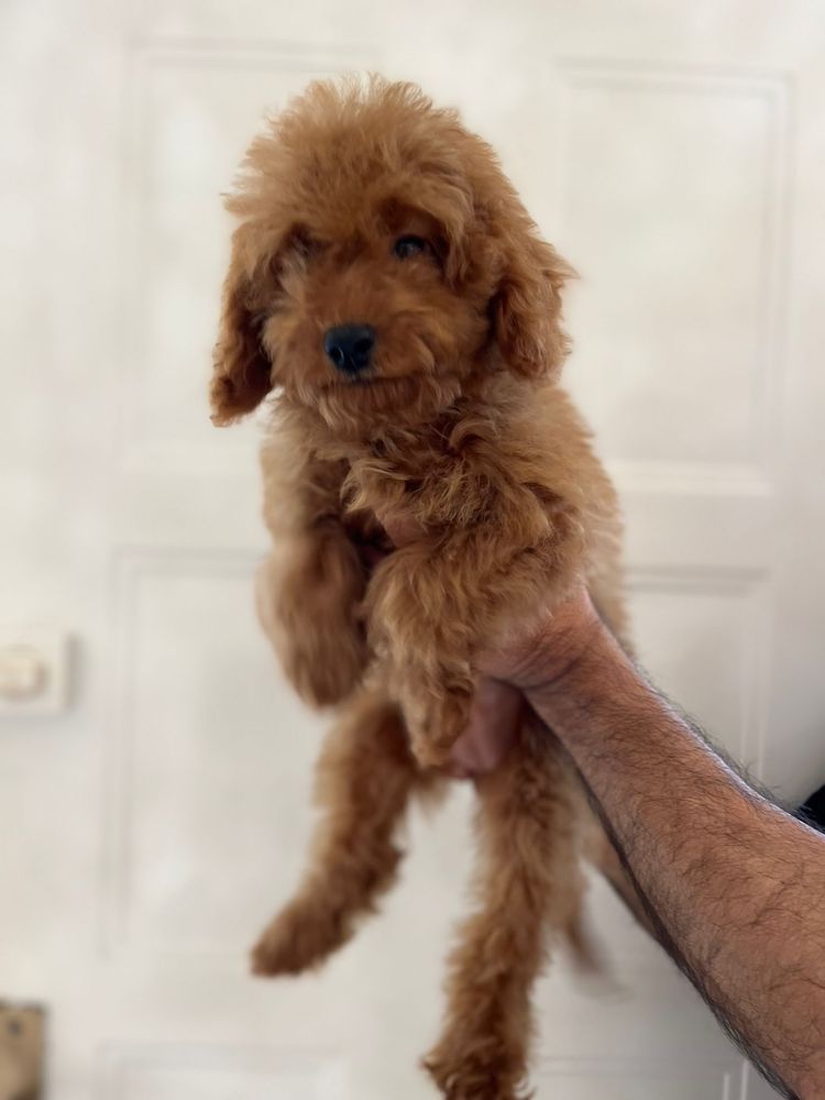 Pui Caniche / Pudel Pitic roscat femela