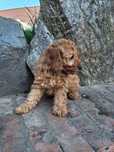 Pudel/caniche pitic