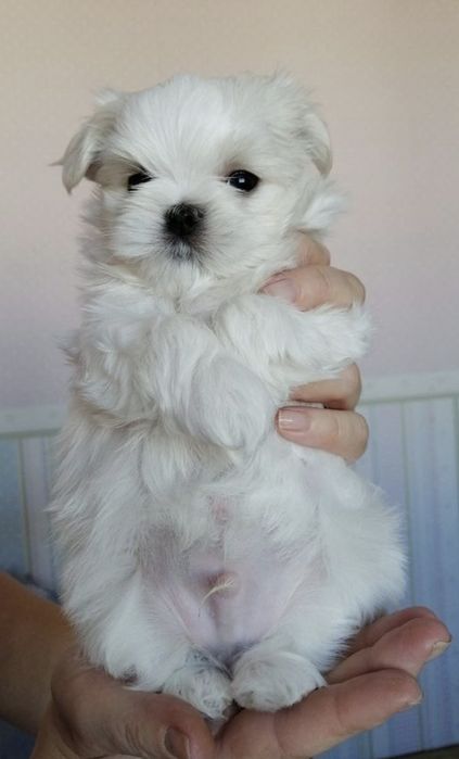 Catei bichon maltez toy