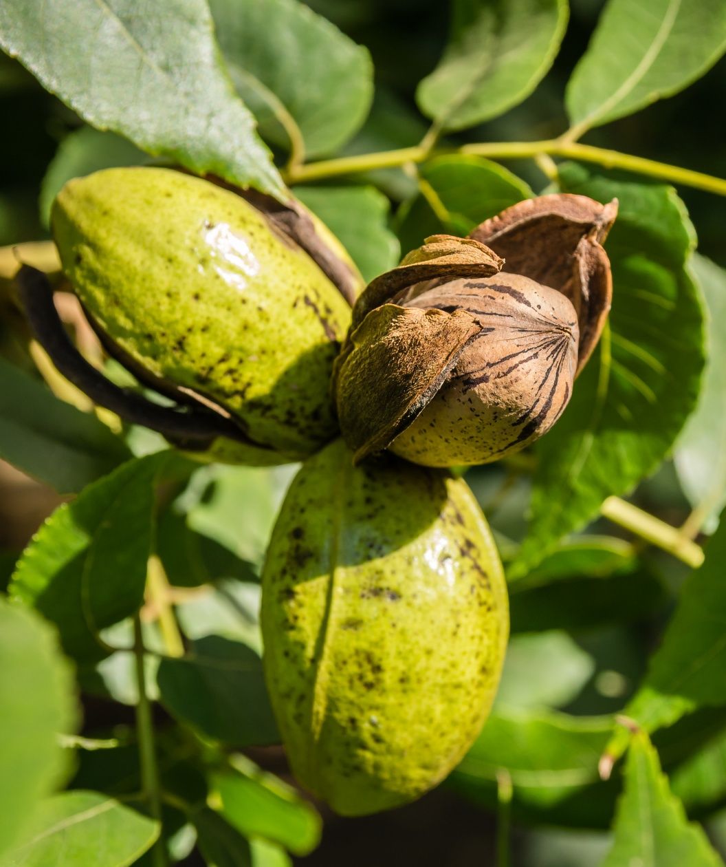 Nuc Pecan (Diferite Soiuri )