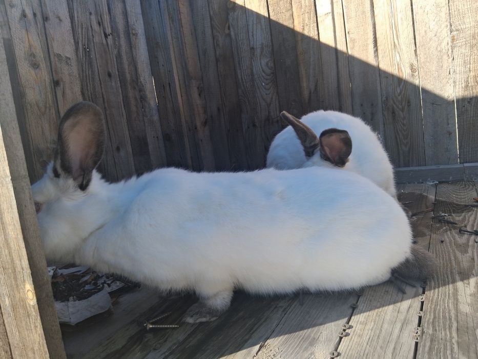 Iepuri  californieni