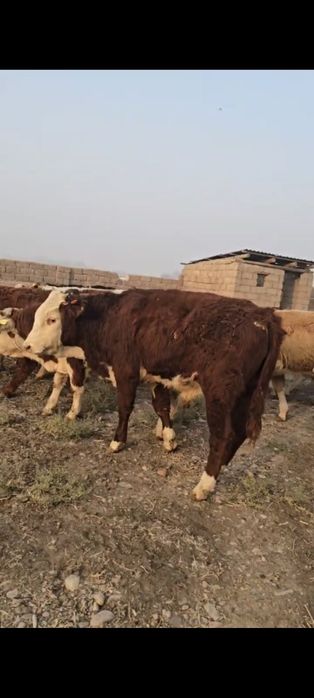 Гренфорд Букалар сотилди