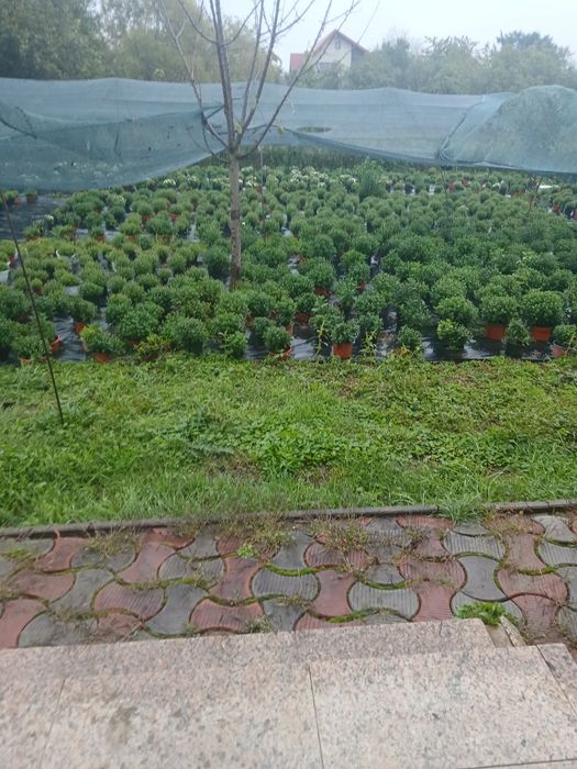Crizanteme ghiveci livrez în maramures