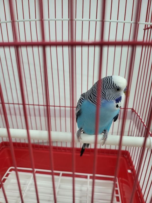 Продаю попугая волнистый