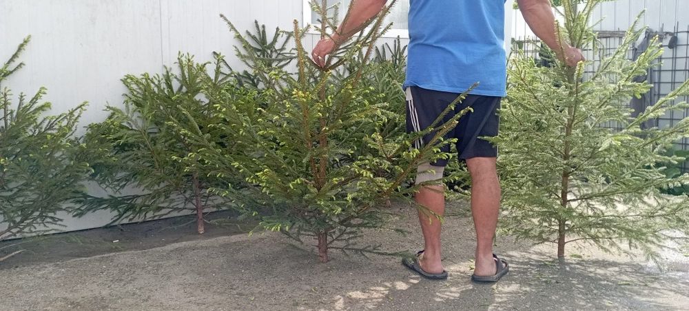 Vând brazi pentru evenimente