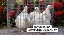 Инкубационное перепелиное яйцо ТАНЮШКИН ГИГАНТ. 200тг