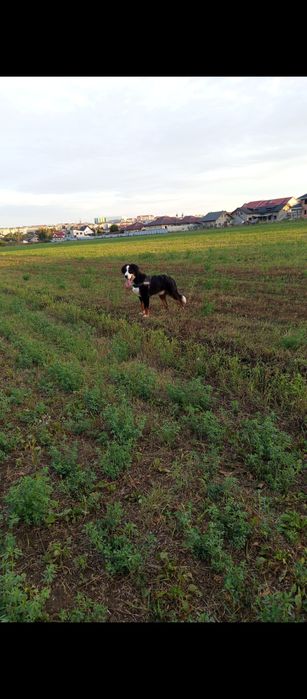 Ciobanesc de Berna în căutare de căsuța