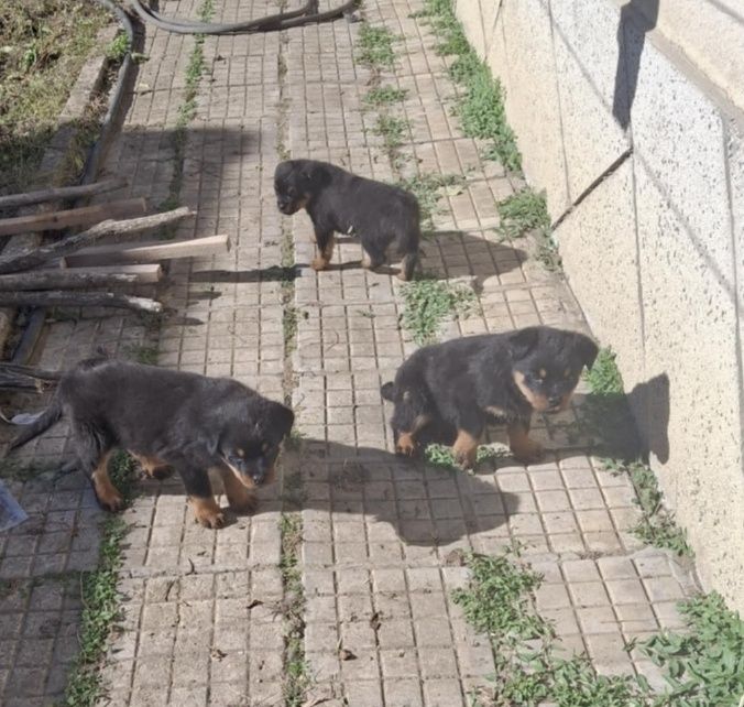 Ротвайлери на 50.дни