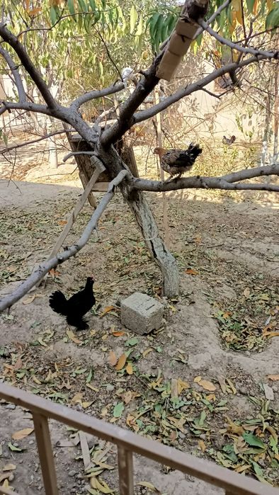 Японский тауық и қораздар сатылады!