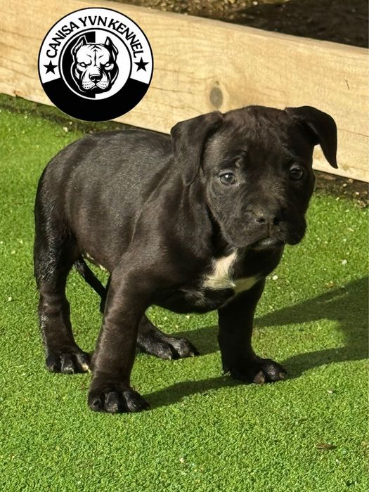 Femela amstaff neagra