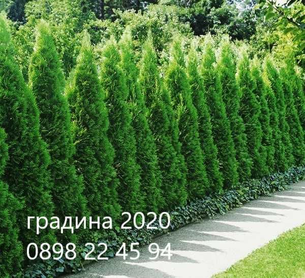 Западна туя Смарагд