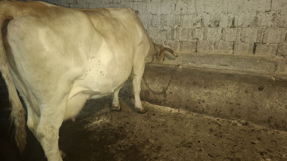 Vând vaca cu lapte