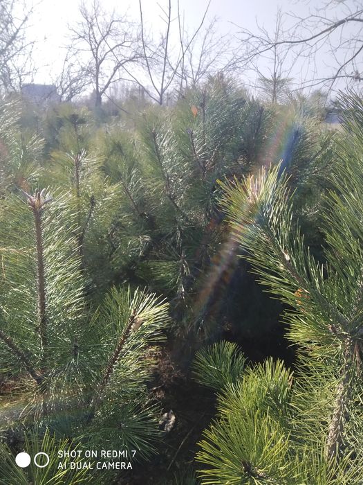 Qirim sasna kochatlari