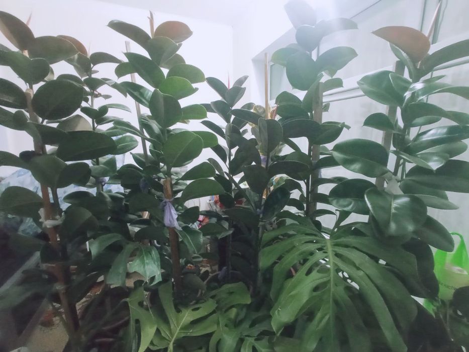 Фикус (кора шахзода) гуллари 4 йиллик узунлиги 2 метр атрофида