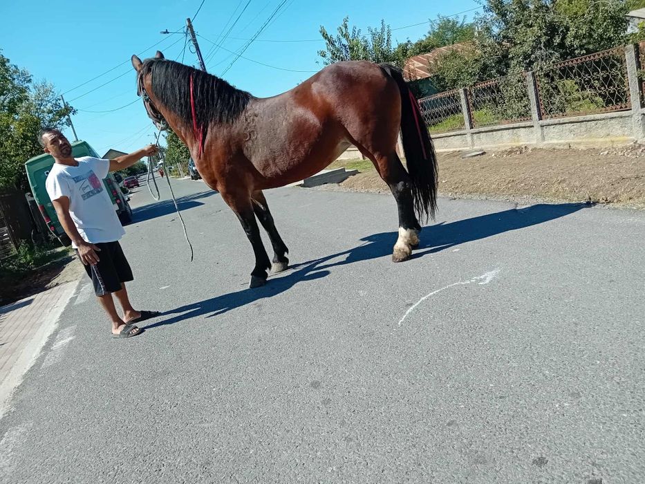 Iapă de vanzare 7 ani