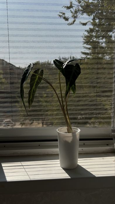 Bambino  Детки   1 детка - 25.000 сум