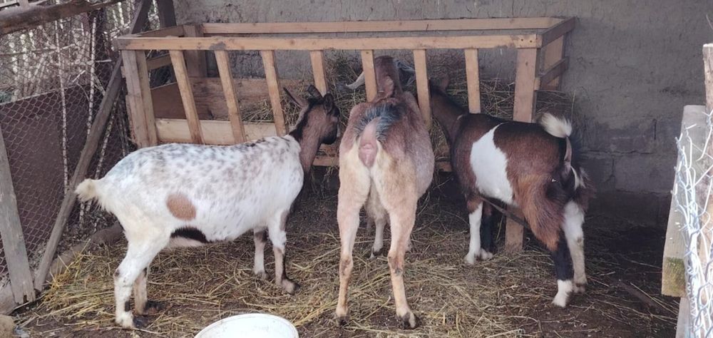 De Vânzare, două capre(cele tarcate)