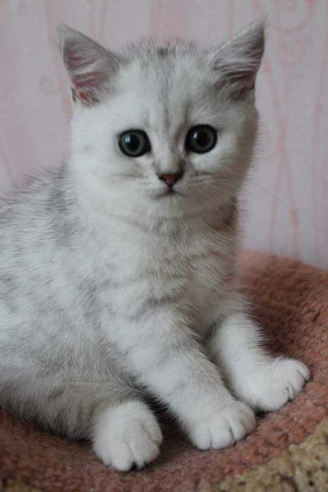 Серабрист Британский Шиншила