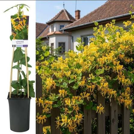 Lonicera mana Maici Domnului