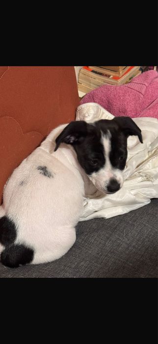 Donez catelușă in zona Chitila Ilfov!