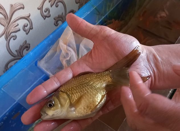 Золотая рыбка, золотая рыбка