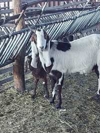 Продается породастые козы каморы