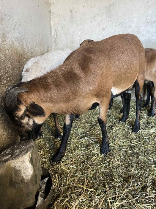 Berbec /oi Camerun original