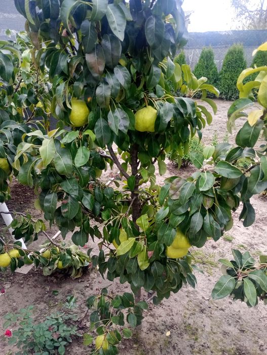 Pere de iarnă,de vânzare