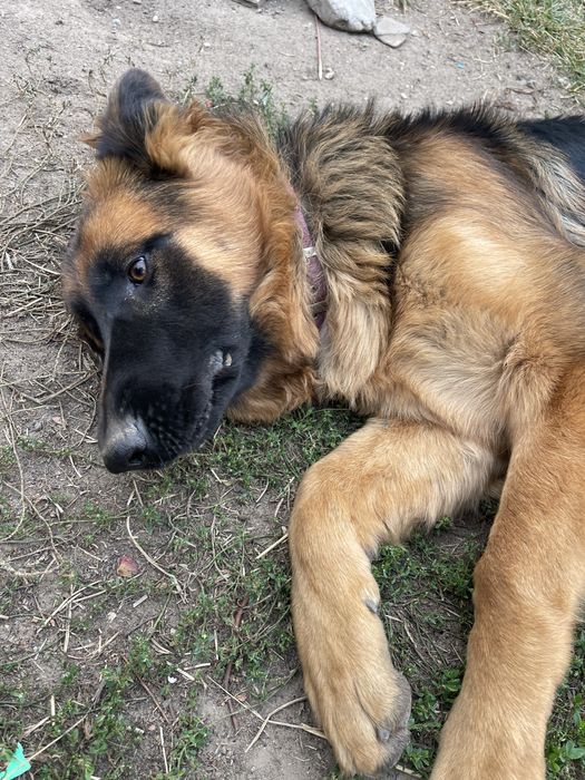 Продавам Немски и белгийски овчарки