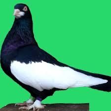 Porumbei femela baltat Romanesc