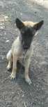 Vând belgian malinois