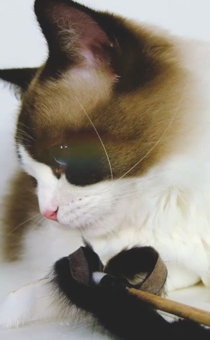 регдоллы !! Чистокровные