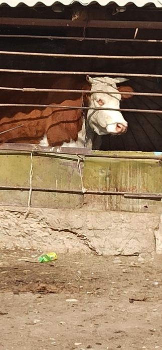 Карова на откорме