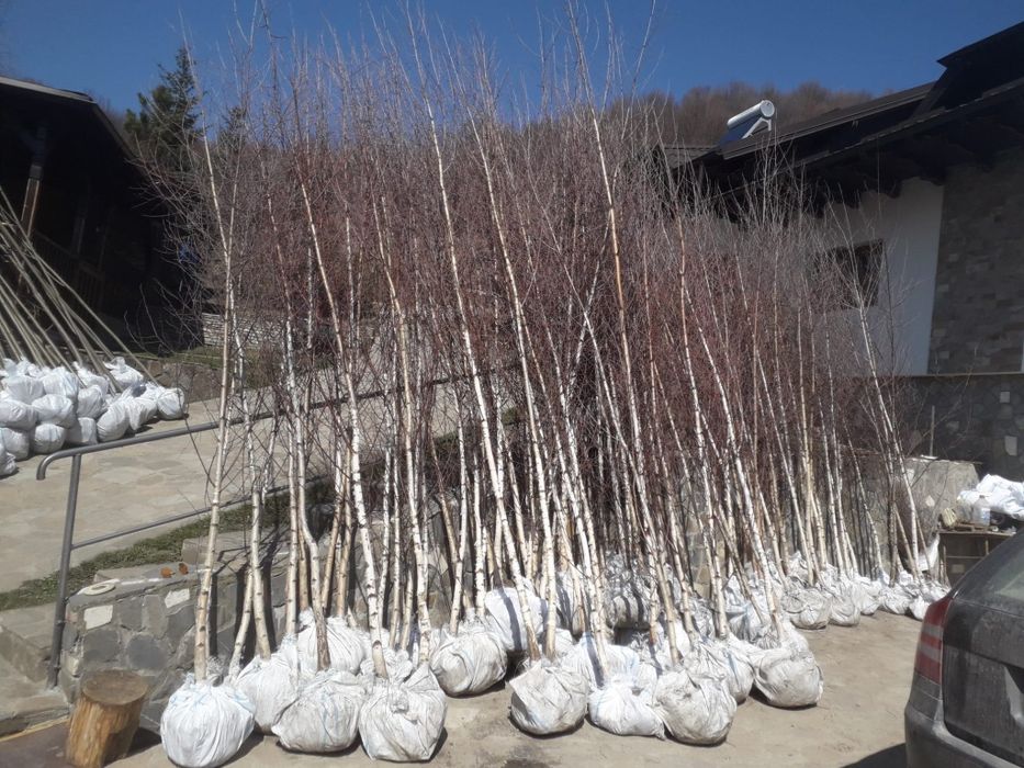 Tuia smarald Tuia leilandi columnaris mesteacăn