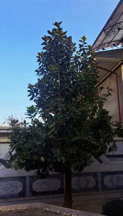 Вечнозелёная элитная магнолия — Magnolia Grandiflora (Italia) своя