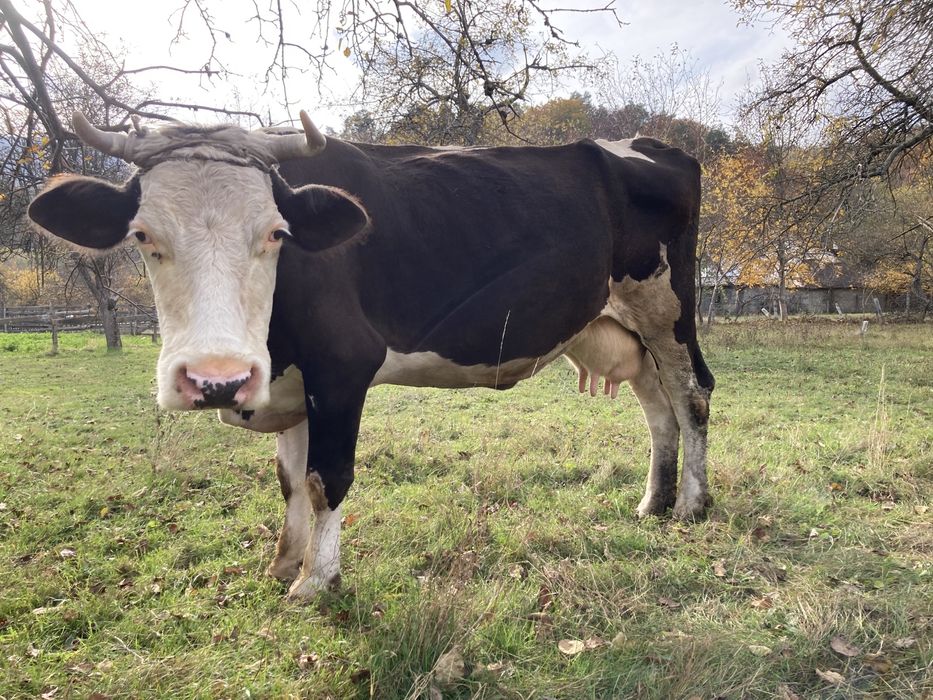 Vaca pentru lapte