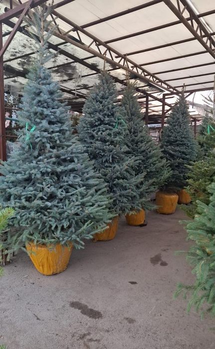 Голубые ели Пышные высокого качества доставка и посадка звоните