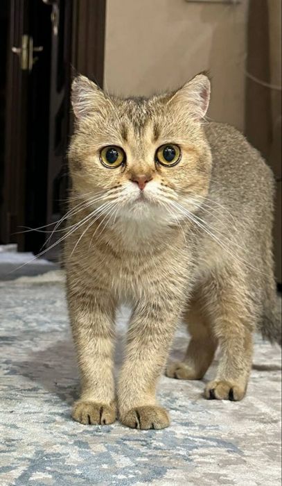 Котята. Британская шиншилла 4 шт