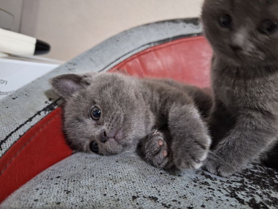 Британска късокосместа