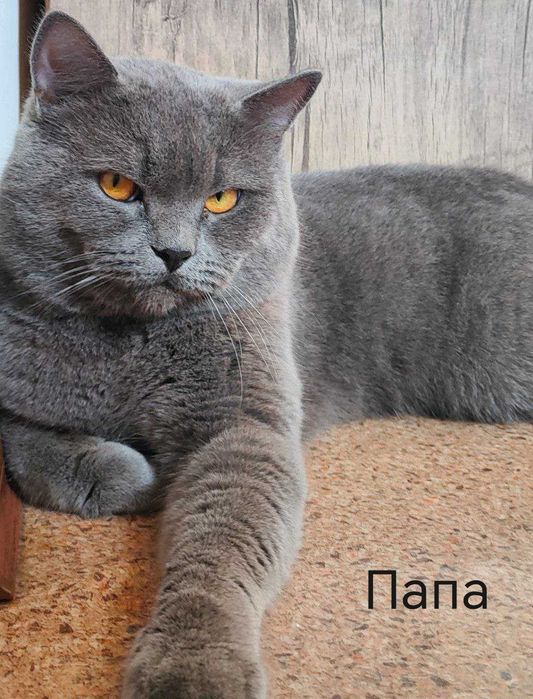 Zotdor Scottish Fold mushukcha – qiz bola, 5 oylik!