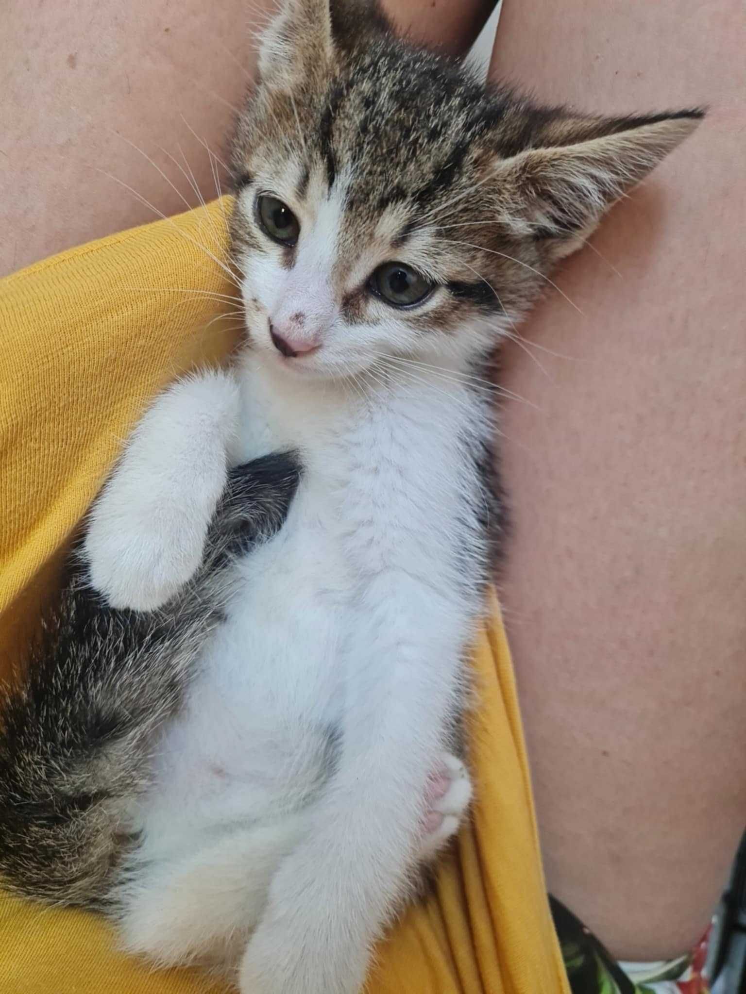 Мъжко коте си търси дом