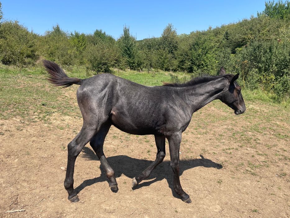 Cai tineri si manji de sport adusi din Ungaria