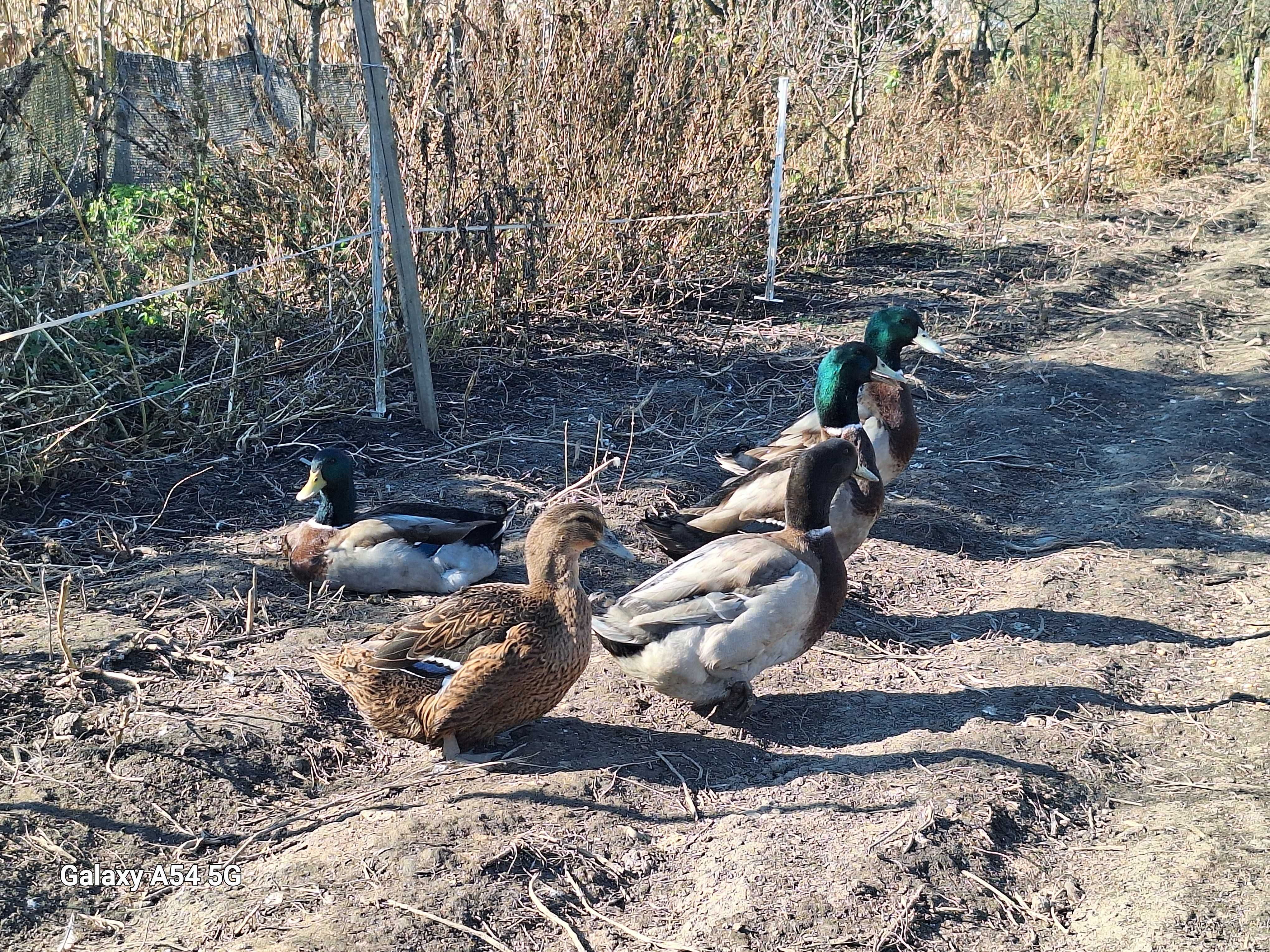 Boboci rata Rouen (rasă grea), varsta 3 zile
