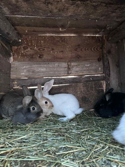 Vand iepuri  diferite mărimi