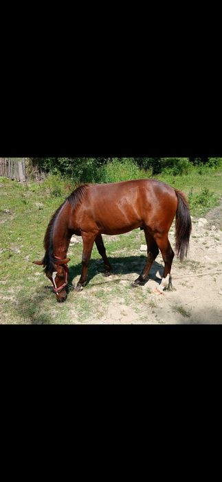 Vând cal de vârstă de un an si patru luni mai multe in privat