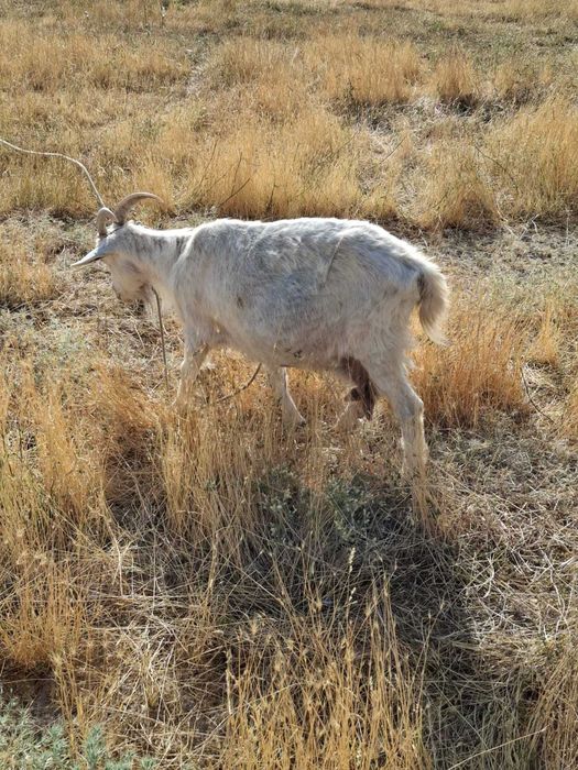 Орыс саумалы Ешкісі мен лақтары сатылады