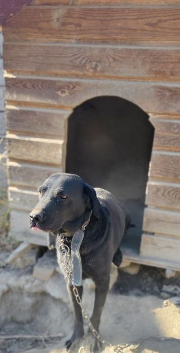 Собака Лабрадор бесплатно Отдам в хорошие руки.