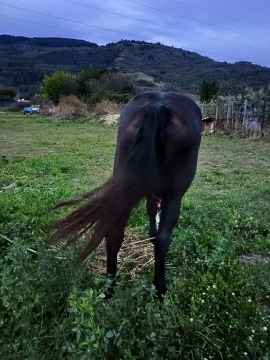 Vând mânză de 2 ani