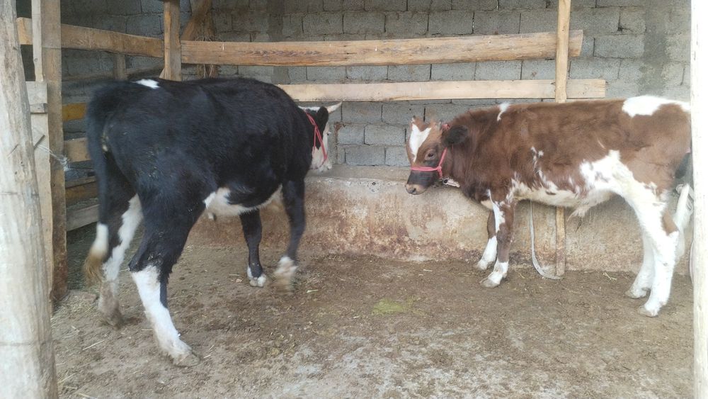 2 жасар құнажын 7 айлық бұқа